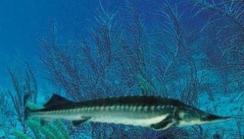 鲟鱼 