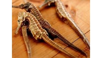 海马 水马、马头鱼、龙落子鱼。