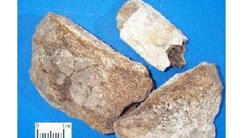 龙骨 陆虎遗生、那伽骨、生龙骨、煅龙骨、五花龙骨、青化龙骨、花龙骨、白龙骨