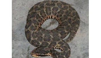 蝮蛇 土球子、土谷蛇、土布袋、土狗子蛇、草上飞、七寸子、土公蛇