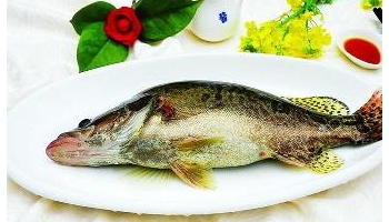 鳜鱼 