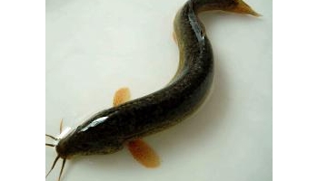 鳅鱼 
