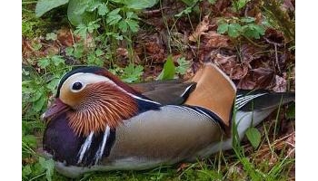 鸳鸯 乌仁哈钦、官鸭、匹鸟、邓木鸟