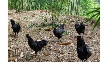 乌骨鸡 乌鸡、乌骨鸡等