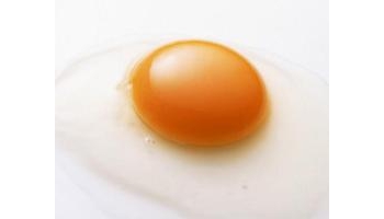 鸡子黄 鸡卵黄、鸡蛋黄