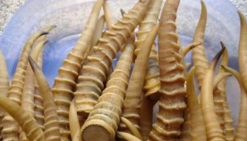 羚羊角 灵羊角、九尾羊角、羚羊尖、羚角、羚羊、羚羊粉