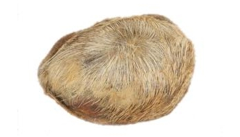 麝香 当门子、脐香、香脐子