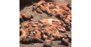 水獭肝 獭肝、水狗肝