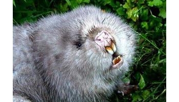 竹鼠 竹馏、芒狸、竹狸等