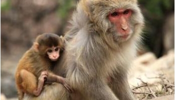 猕猴 