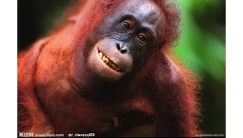 猩猩 红猩猩，黄猩猩，红毛猩