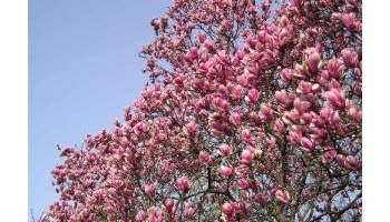 辛夷 二月花、广玉兰、辛一、辛夷花、木笔、玉兰、玉兰花、木莲花、杜春花、辛矧、辛雉、房木、喉桃