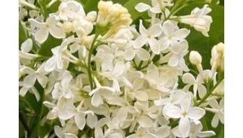 丁香 公丁香、母丁香、丁子香、支解香、雄丁香