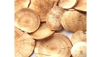 乌药 鳑毗树、铜钱树、天台乌药、白背树、鲫鱼姜、细叶樟、土木香