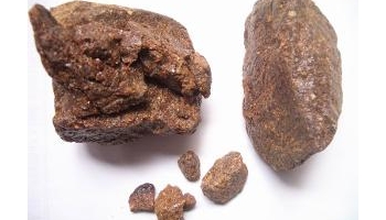 安息香 拙贝罗香、野茉莉