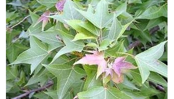 苏合香 帝膏、苏合油、苏合香油、帝油流。