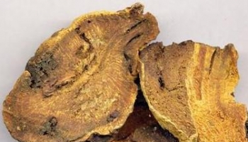 阿魏 臭阿魏、细叶阿魏、熏渠、魏去疾、哈昔泥、五彩魏、阿虞、形虞