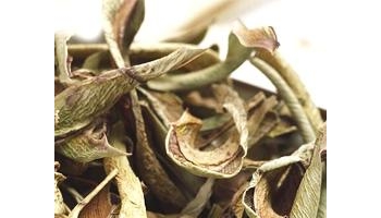 芦荟 卢会、讷会、象胆、奴会、劳伟