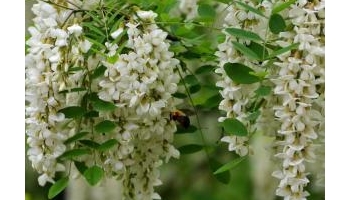 槐花 金药树、护房树、豆槐、槐米、槐蕊