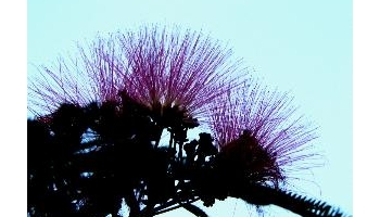 合欢 马缨花、绒花树、合昏、夜合、鸟绒