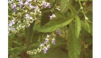 牡荆叶 黄荆柴、黄荆条、荆条棵、五指柑