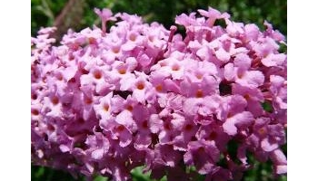 密蒙花 蒙花、小锦花、黄饭花、鸡骨头花、羊耳朵