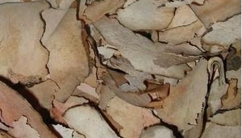 赤茯苓 赤苓、赤茯