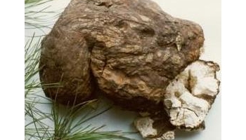 猪苓 豕零、野猪粪、猳猪屎、司马彪、朱苓、猪屎苓、豨苓、地乌桃、野猪食、猪茯苓、粉猪苓、豕橐