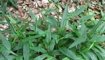 淡竹叶 竹叶、碎骨子、山鸡米、金鸡米、迷身草、竹叶卷心