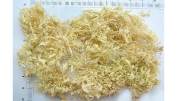 竹茹 竹皮；青竹茹；淡竹皮茹；淡竹茹；麻巴；竹二青