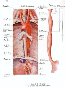 食管管型
