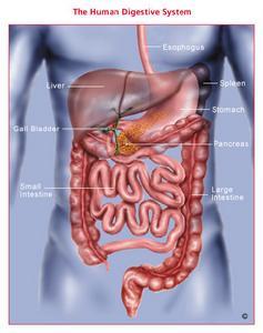 胃肠道癌转移卵巢
