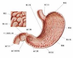 胃隔膜