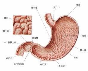 胃内隔膜