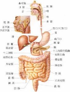 胃石症