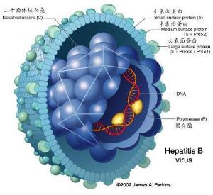 乙型病毒性肝炎