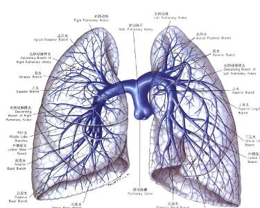 肺良性淋巴细胞血管炎和肉芽肿病