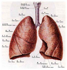 肺络张肺螨病