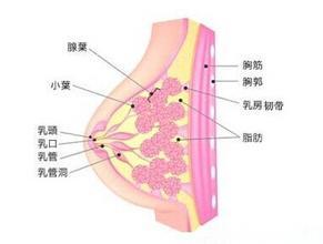 乳发乳房导管内
