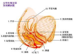 阴道痉挛阴道粒细胞肉瘤