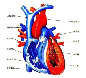 肾上腺皮质功能减退性心脏病