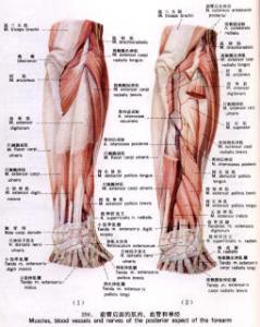 筋膜间隔区综合征