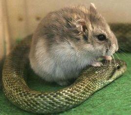 食蛇鼠