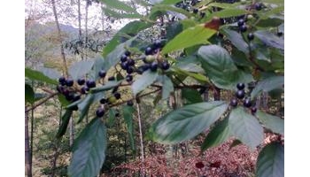 识得山六厘，不怕疥疮剥破皮---- 中药功效谚语