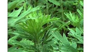 中医春天保健食疗-艾蒿