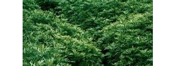 中医春季养生-艾叶饼干