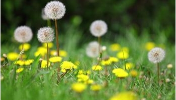 中医春季养生- 虾仁油炸蒲公英- 素炒蒲公英根