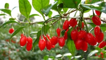 中医春季养生-枸杞的各种食用方法-枸杞酒